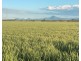 Wilgaroi, Bellata NSW 2397