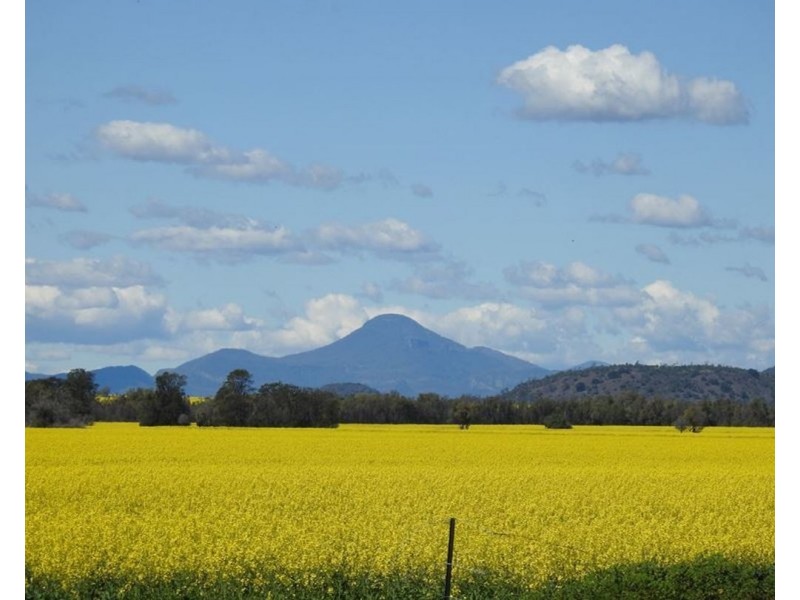 Wilgaroi, Bellata NSW 2397