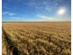 Wilgaroi, Bellata NSW 2397