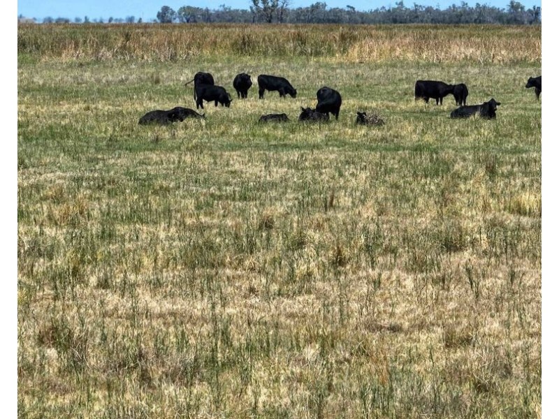 Eureka, Moree NSW 2400