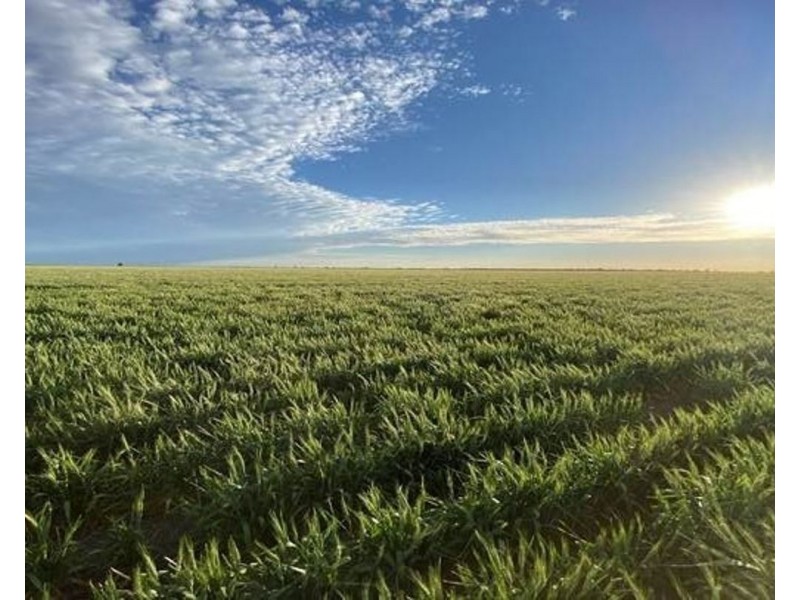 Glenallyn & Pratts Hut, Brewarrina NSW 2839