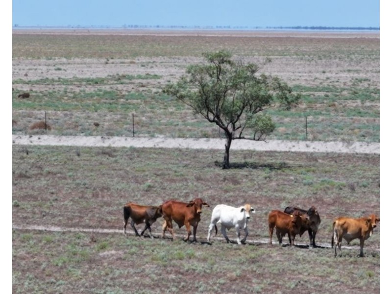 Glenallyn & Pratts Hut, Brewarrina NSW 2839