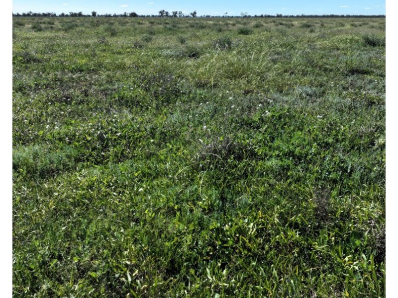 Glenallyn & Pratts Hut, Brewarrina NSW 2839