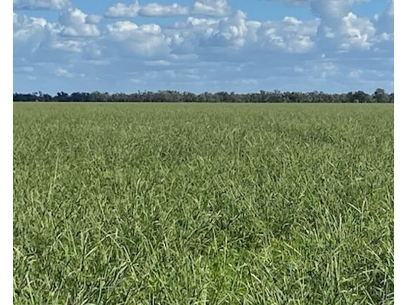 Wynbar, Goodooga NSW 2831