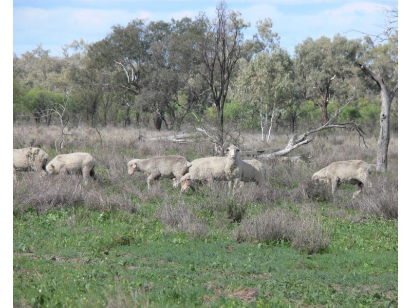 Wynbar, Goodooga NSW 2831