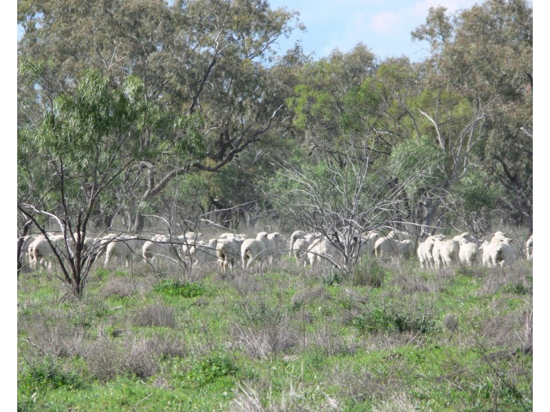 Wynbar, Goodooga NSW 2831