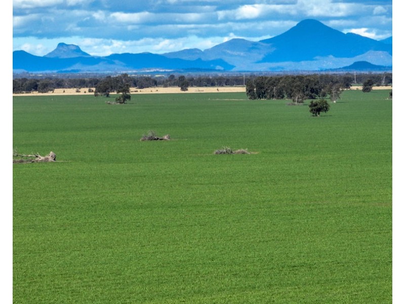 “FOREST VALE”, Gurley NSW 2398