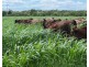 “FOREST VALE”, Gurley NSW 2398