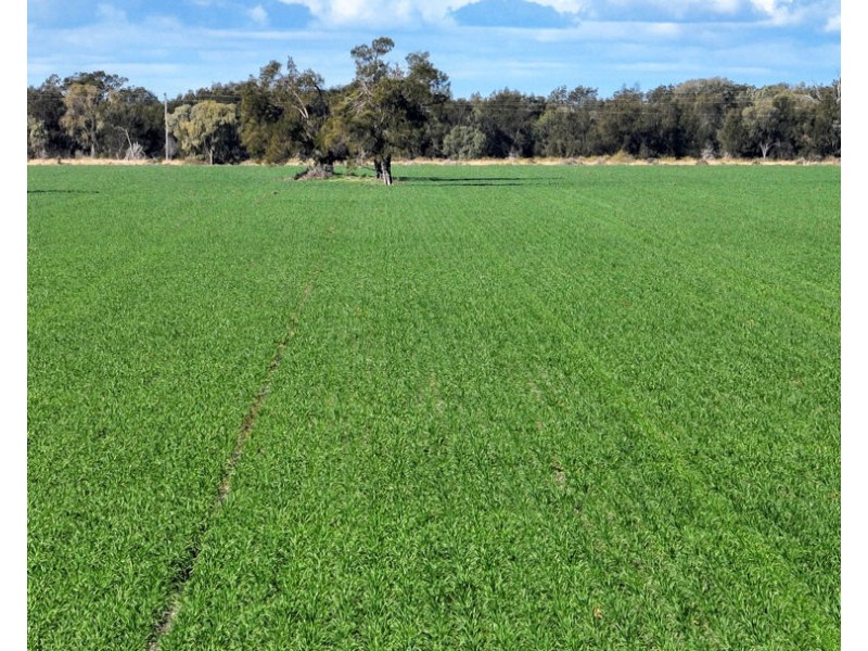“FOREST VALE”, Gurley NSW 2398