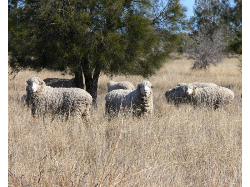 “FOREST VALE”, Gurley NSW 2398