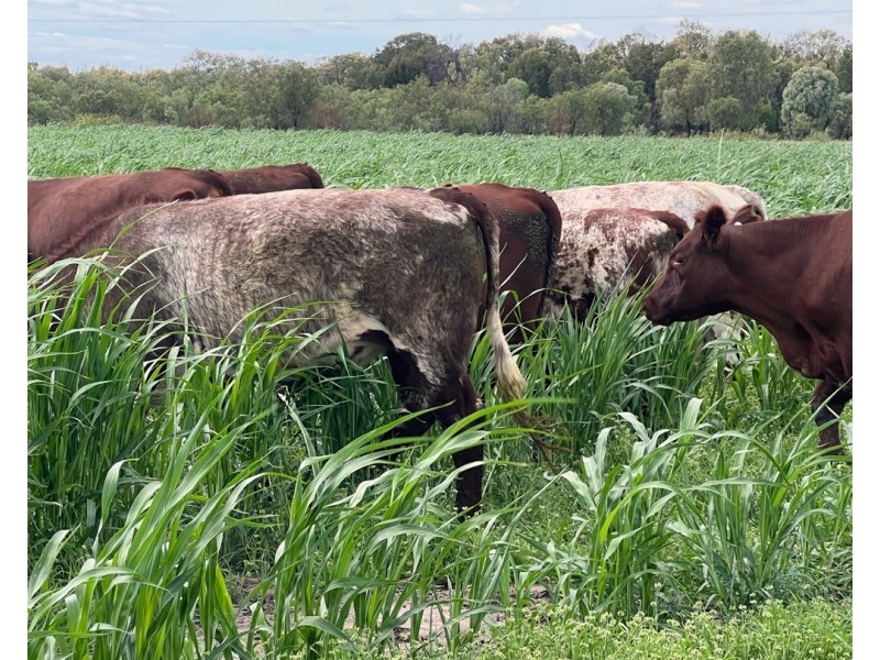 “FOREST VALE”, Gurley NSW 2398