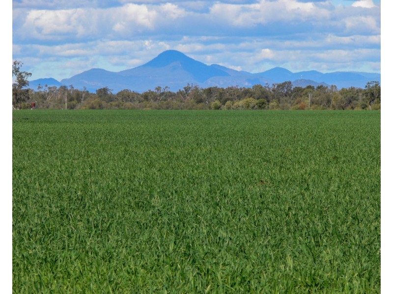 “FOREST VALE”, Gurley NSW 2398