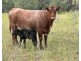 “FOREST VALE”, Gurley NSW 2398