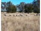 “FOREST VALE”, Gurley NSW 2398