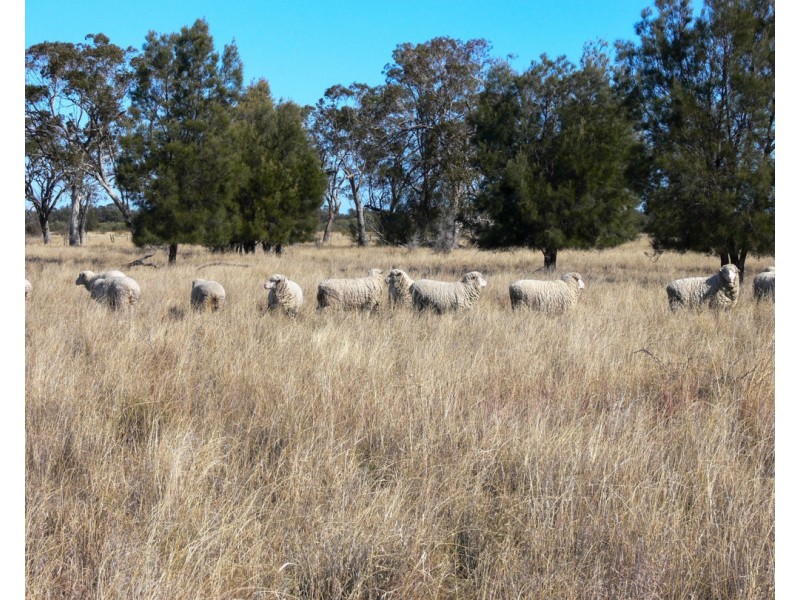 “FOREST VALE”, Gurley NSW 2398