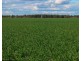 “FOREST VALE”, Gurley NSW 2398