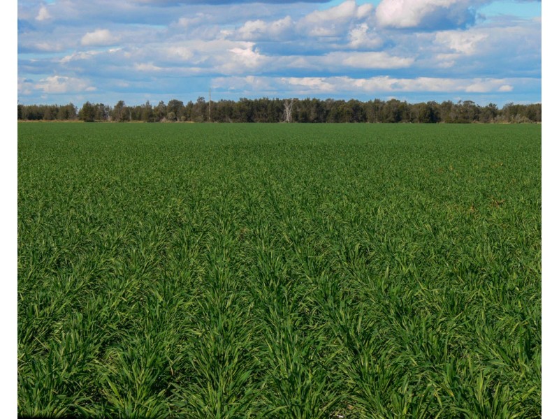 “FOREST VALE”, Gurley NSW 2398