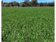 “FOREST VALE”, Gurley NSW 2398