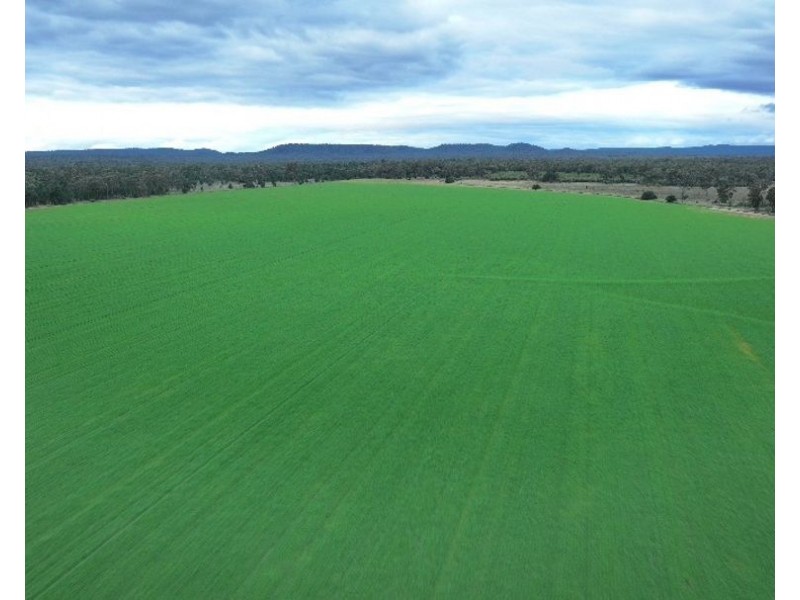 Homedale, Garah NSW 2405