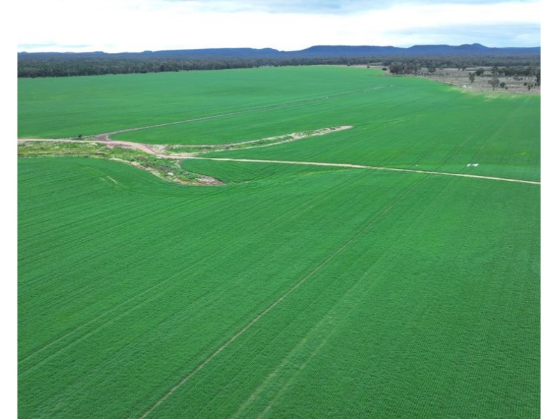 Homedale, Garah NSW 2405