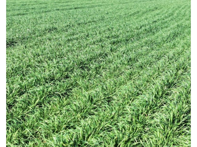 Homedale, Garah NSW 2405