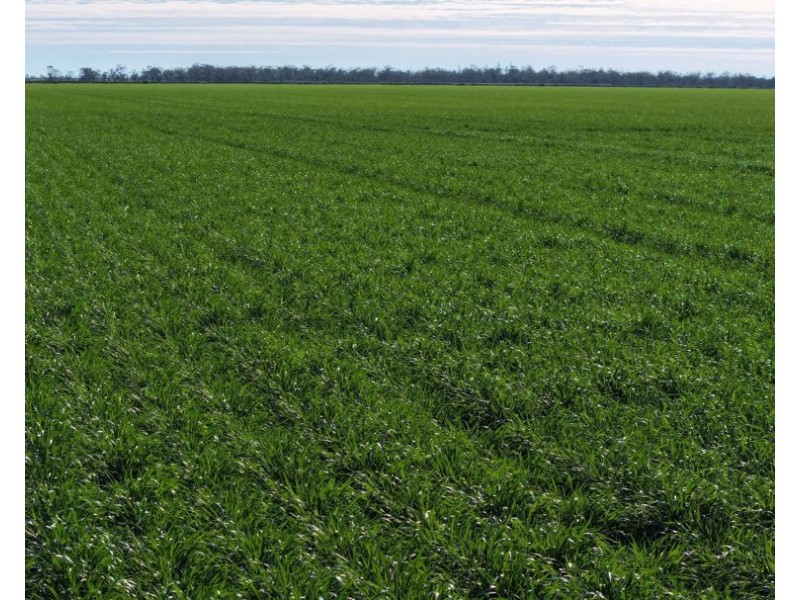 Homedale, Garah NSW 2405