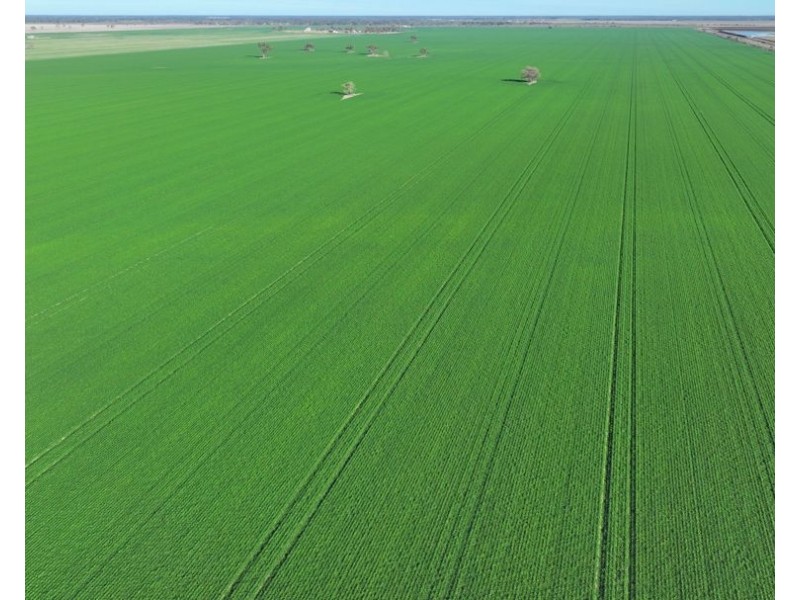 Homedale, Garah NSW 2405