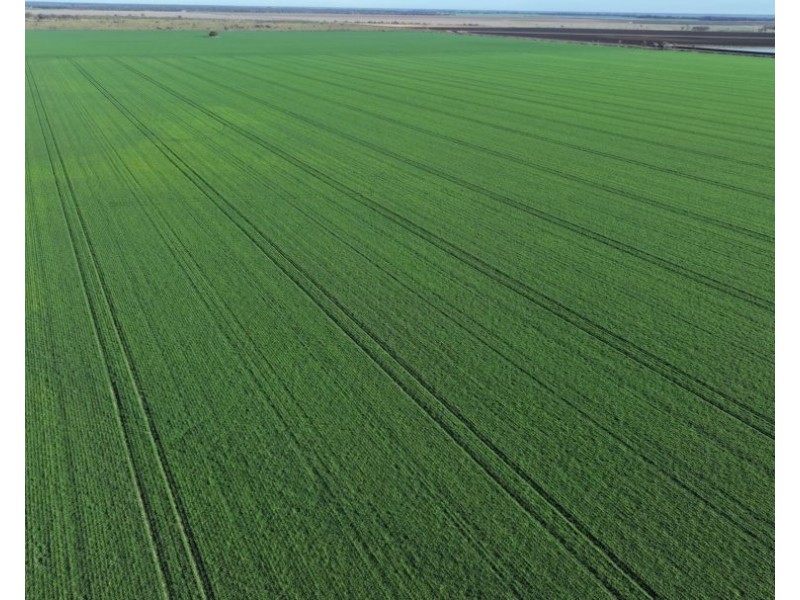 Homedale, Garah NSW 2405