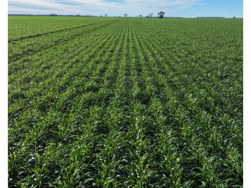 Homedale, Garah NSW 2405