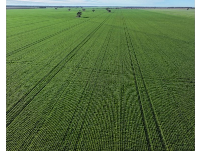 Homedale, Garah NSW 2405