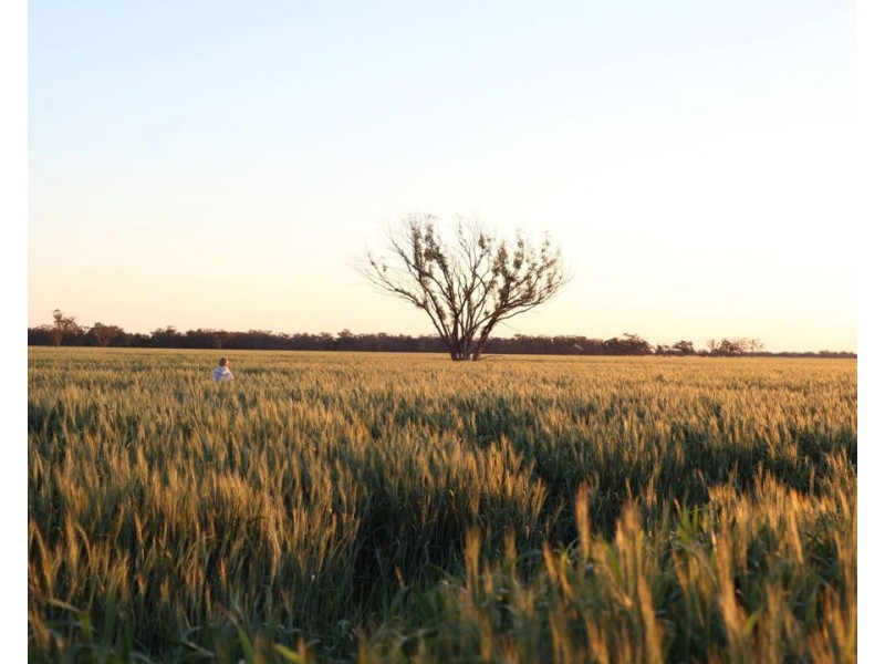 Homedale, Garah NSW 2405