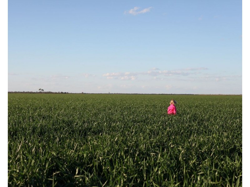 Homedale, Garah NSW 2405