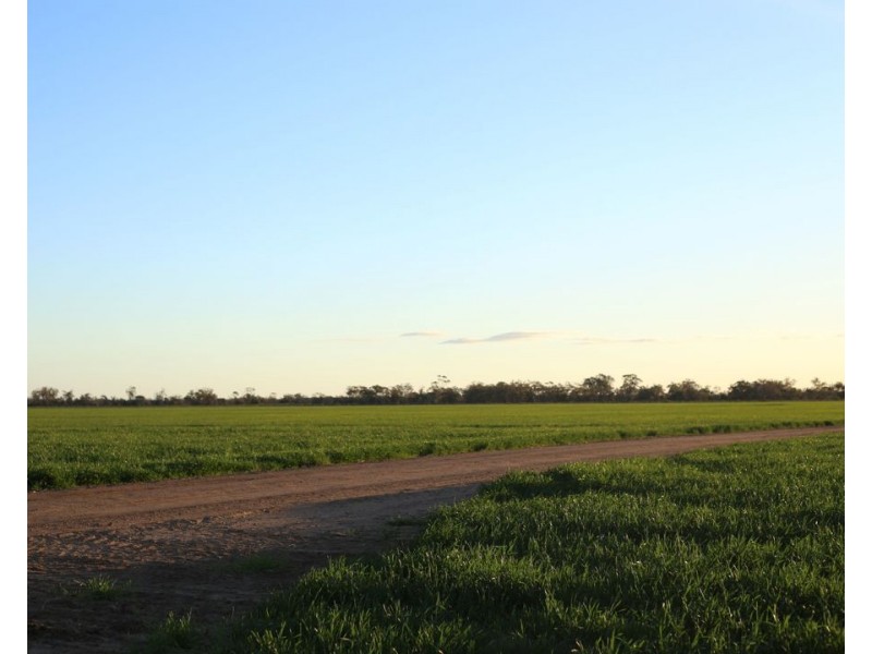 Homedale, Garah NSW 2405