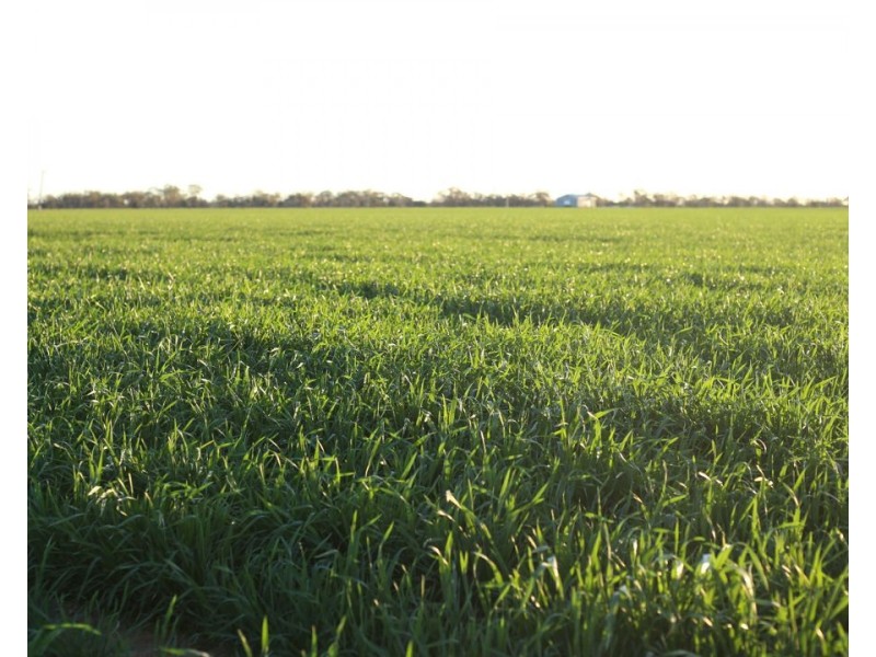 Homedale, Garah NSW 2405