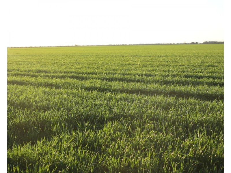 Homedale, Garah NSW 2405