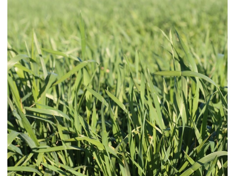 Homedale, Garah NSW 2405