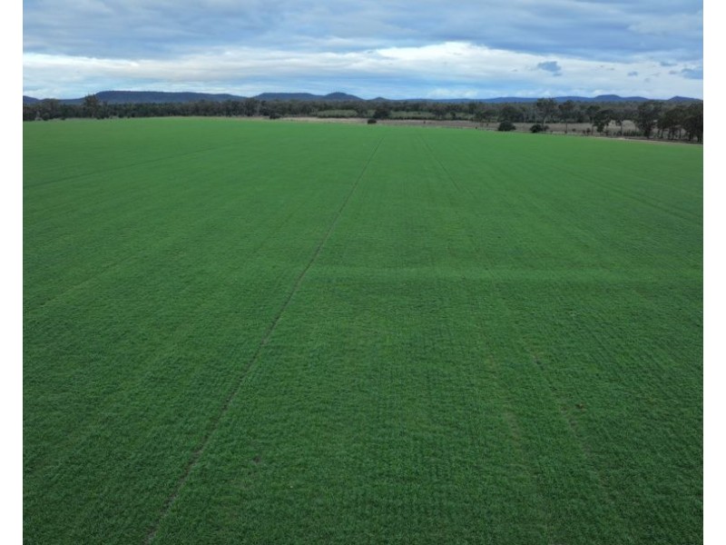 Homedale, Garah NSW 2405