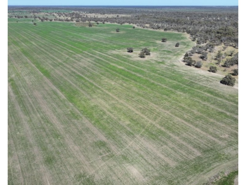 Rosewood, Collarenebri NSW 2833