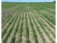 Rosewood, Collarenebri NSW 2833