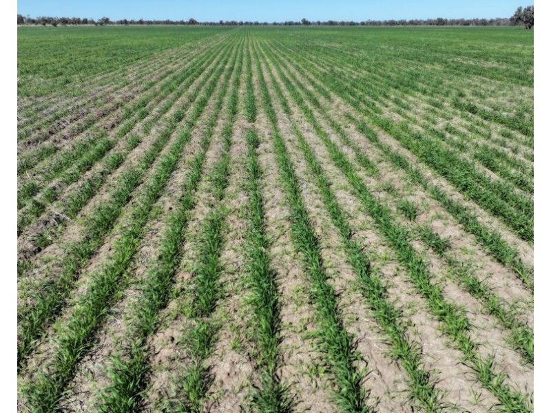 Rosewood, Collarenebri NSW 2833