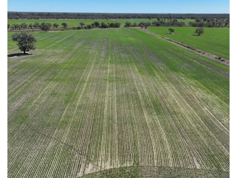 Rosewood, Collarenebri NSW 2833