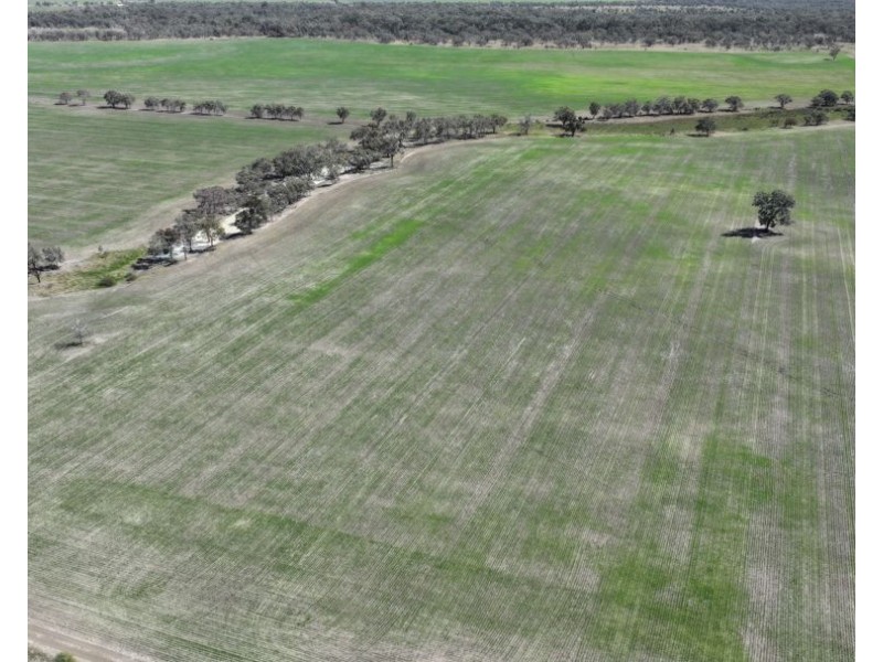 Rosewood, Collarenebri NSW 2833