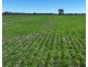 Rosewood, Collarenebri NSW 2833