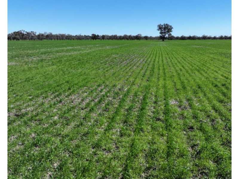 Rosewood, Collarenebri NSW 2833