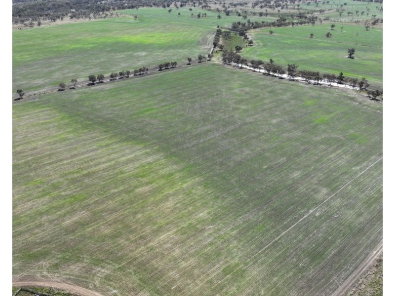 Rosewood, Collarenebri NSW 2833