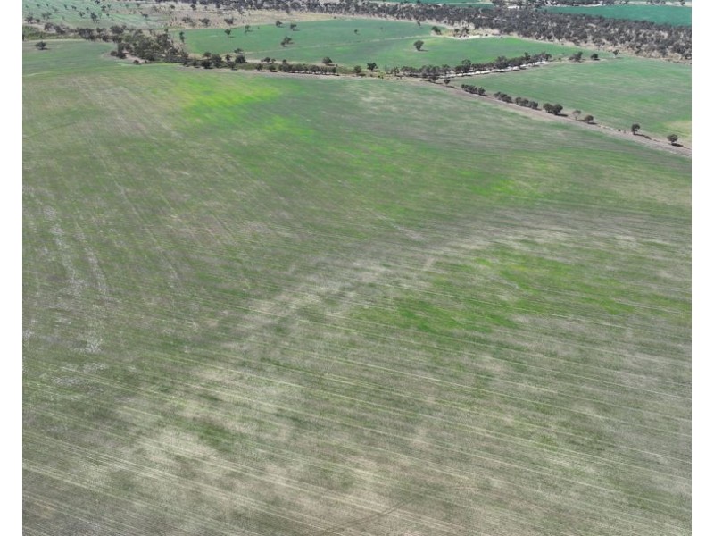 Rosewood, Collarenebri NSW 2833
