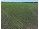 Rosewood, Collarenebri NSW 2833