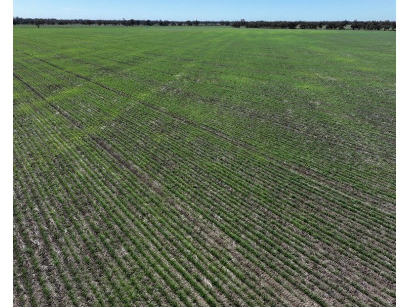 Rosewood, Collarenebri NSW 2833