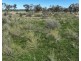 Rosewood, Collarenebri NSW 2833