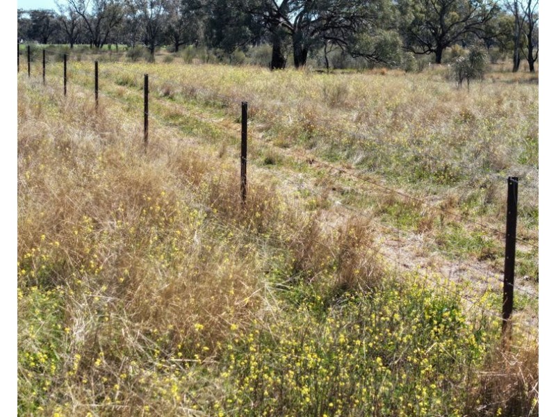 Rosewood, Collarenebri NSW 2833